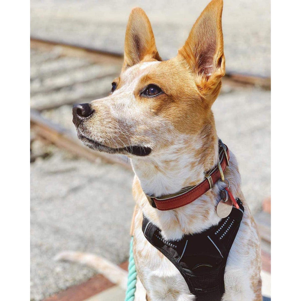 rabbitgoo Dog Harness, No Pull Medium Breed with 2 Leash Clips, Pet Vest