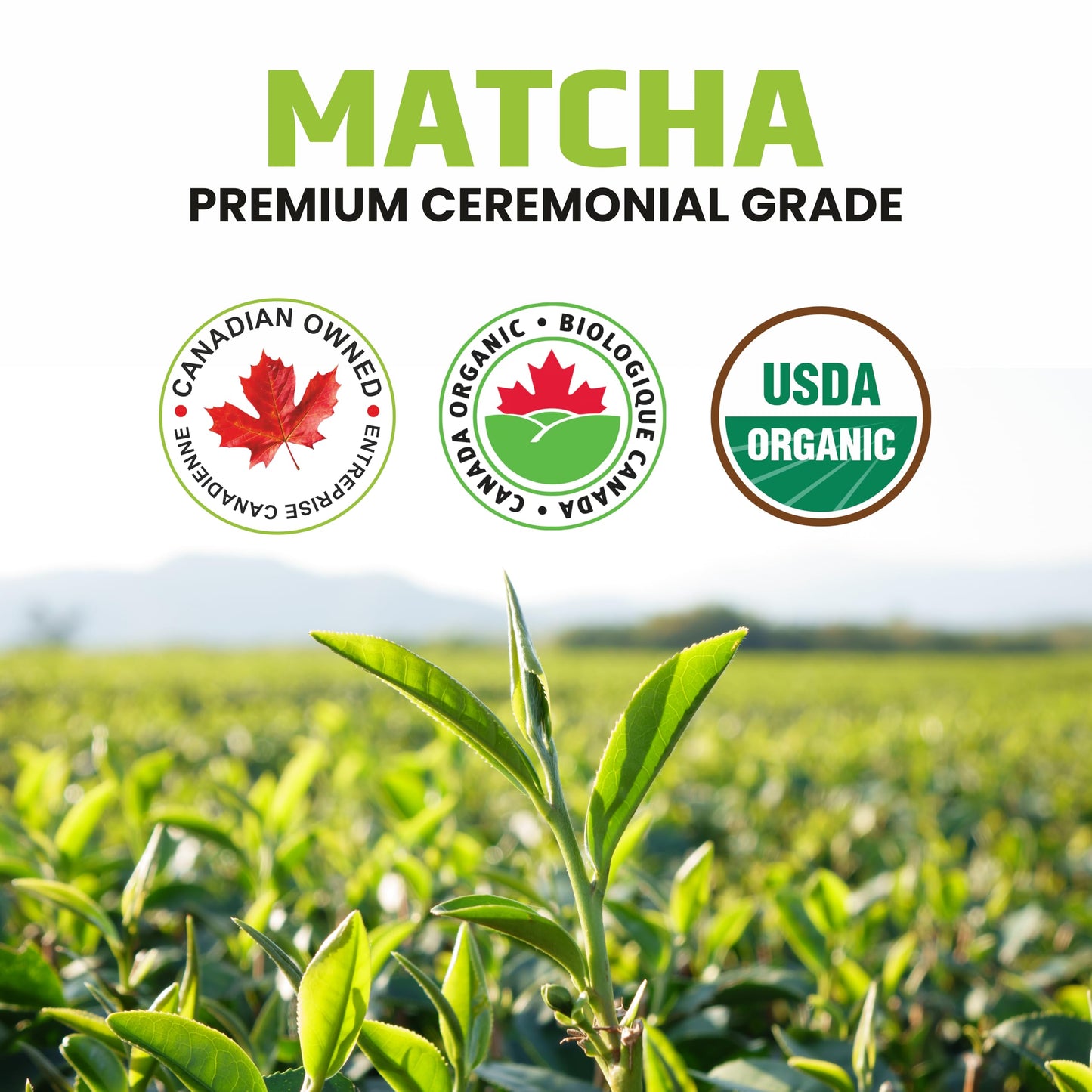Organic Matcha Green Tea Powder – Ceremonial Grade – 50g Tin | Premium Japanese Green Tea | Smooth & Vibrant | Superfood for Lattes, Smoothies & Baking