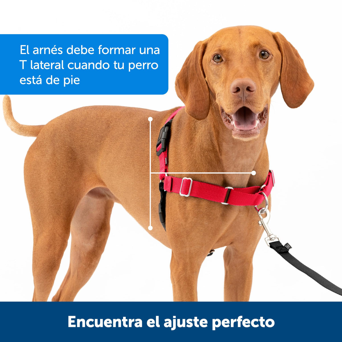 Petsafe Easy Walk Dog Harness, No Pull Dog Harness, Royal Blue/Navy Blue, Medium/Large