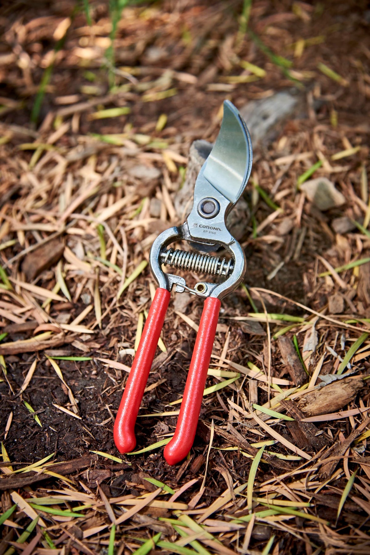 Corona Cutting Tools BP 3160 Classic Cut Forged Bypass Pruner, 3/4-Inch