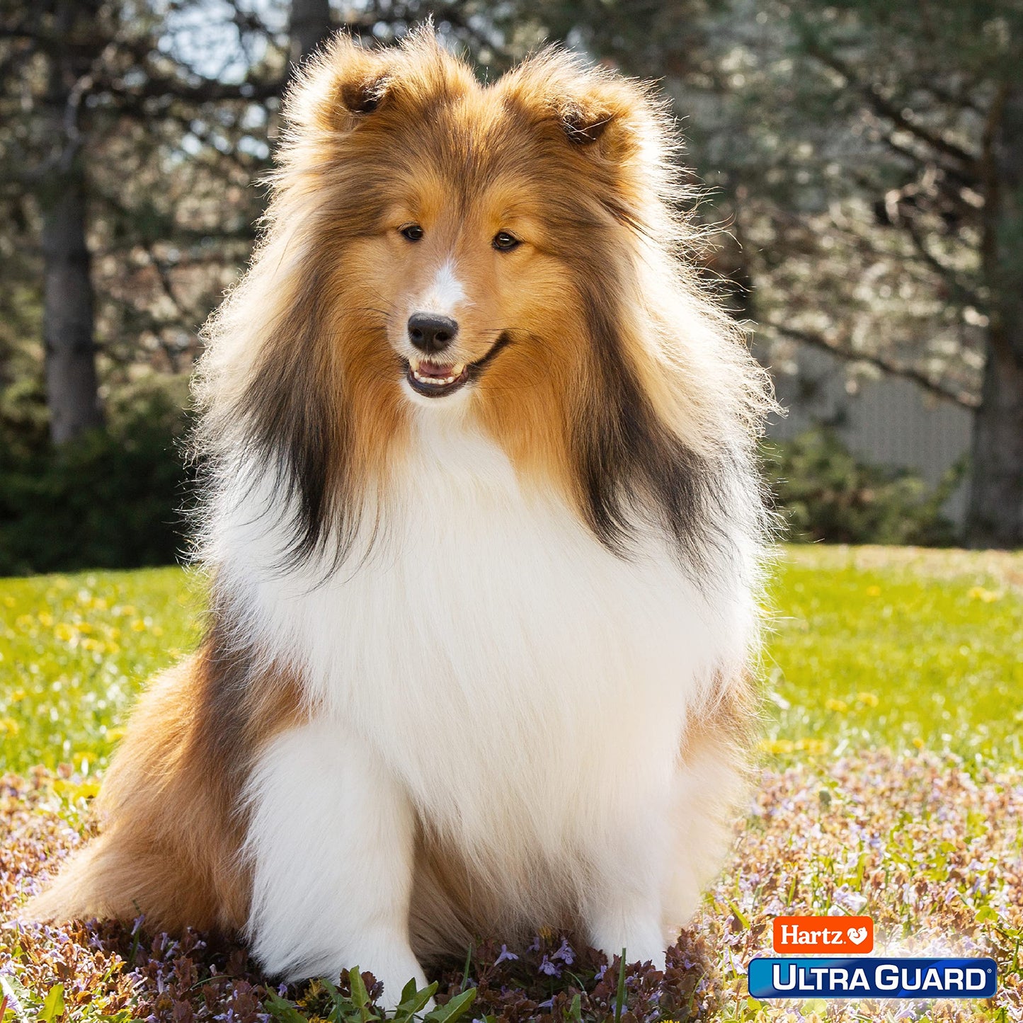 UltraGuard Pro Topical Flea & Tick Prevention for Dogs and Puppies - 6-14, 3 Monthly Treatments 🍁 All In One Marketplace Canada