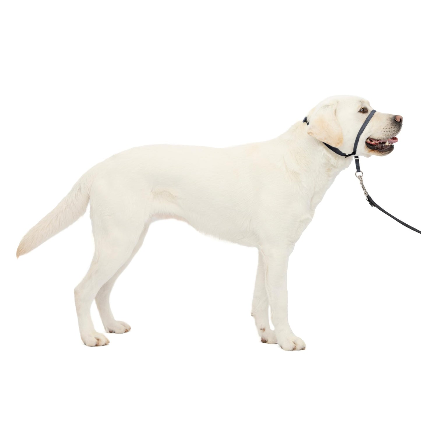 PetSafe Gentle Leader No-Pull Dog Headcollar - The Ultimate Solution to Pulling - Redirects Your Dog's Pulling for Easier Walks - Helps You Regain Control - Large, Charcoal 🍁 All In One Marketplace Canada