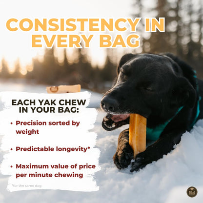 Bully Bunches Large Authentic Yak Cheese Himalayan Chews for Large Dogs & Heavy Chewers - All Natural Dog Treat Dental Chews, Made with Real Yak Milk - Lactose & Rawhide Free (2 Pk)