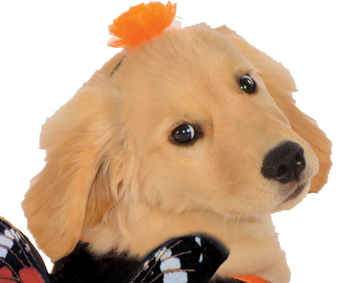 Rubies Costume Co Halloween Classics Collection Pet Costume, X-Large, Monarch Butterfly