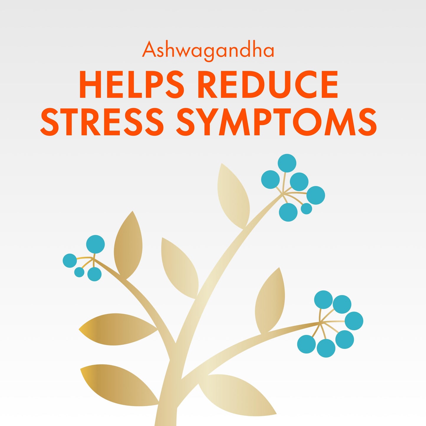 Align Probiotic, Bloating + Digestive Stress Relief, Probiotic for Women and Men with Ashwagandha, Helps Relieve Symptoms of IBS such as Bloating, Gas, and Abdominal Discomfort, 28 Capsules - Available at All In One Marketplace Canada