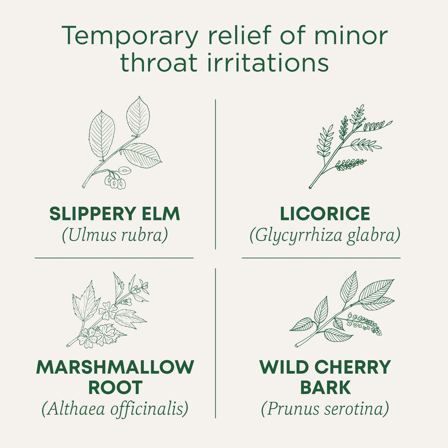 Traditional Medicinals Organic Throat Coat Herbal Tea - 6 Pack (96 Tea Bags) - Soothing Blend for Throat Comfort