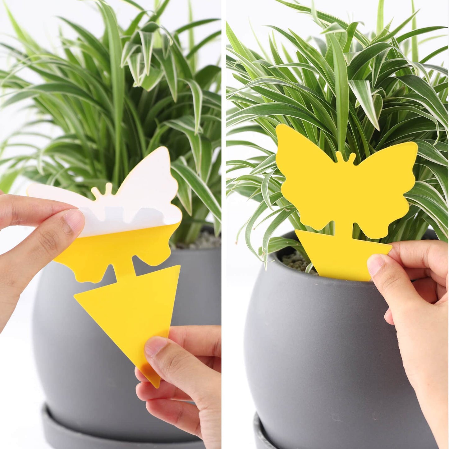 Garsum Fruit Fly Trap Indoor and Outdoor, 36 Pack Gnat Sticky Traps for House Plants, Flying Insect Trap for Fungus Gnat,Mosquitos, White Flies