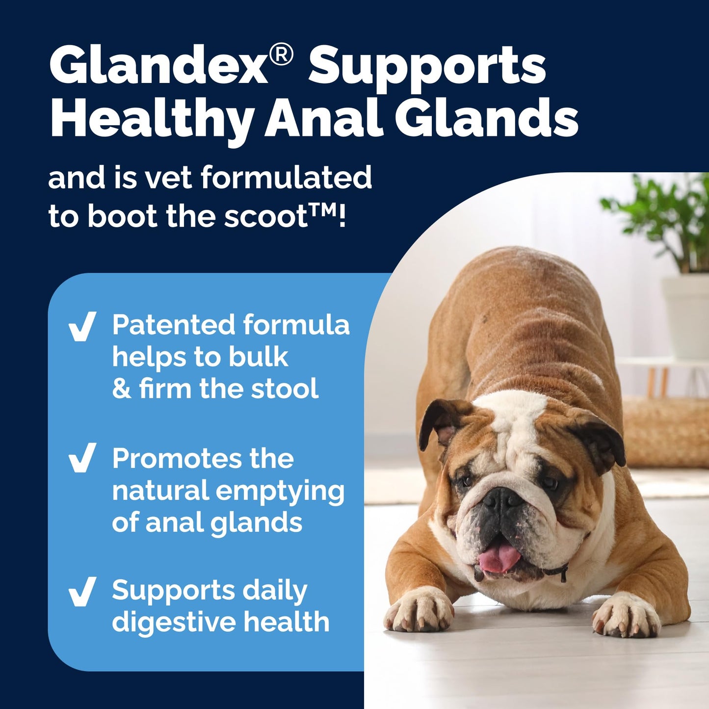Glandex Anal Gland Soft Chew Treats with Pumpkin for Dogs Chews with Digestive Enzymes, Probiotics Fiber Supplement for Dogs – Vet Recommended - Boot The Scoot (Peanut Butter, 120ct Chews)