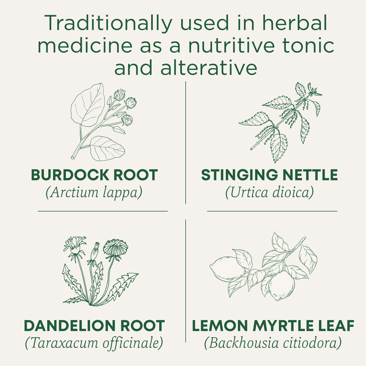Traditional Medicinals Organic Everyday Detox Lemon Herbal Tea - 6 Pack (96 Tea Bags)
