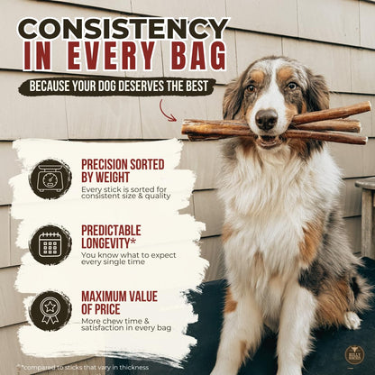 Bully Bunches Premium (6" Standard - 5 Pack) Odour-Free, Consistently Sized Bully Sticks for Small & Medium Dogs & Puppies, Long-Lasting Oral Care Chews, All-Natural Single-Ingredient Beef, No Rawhide