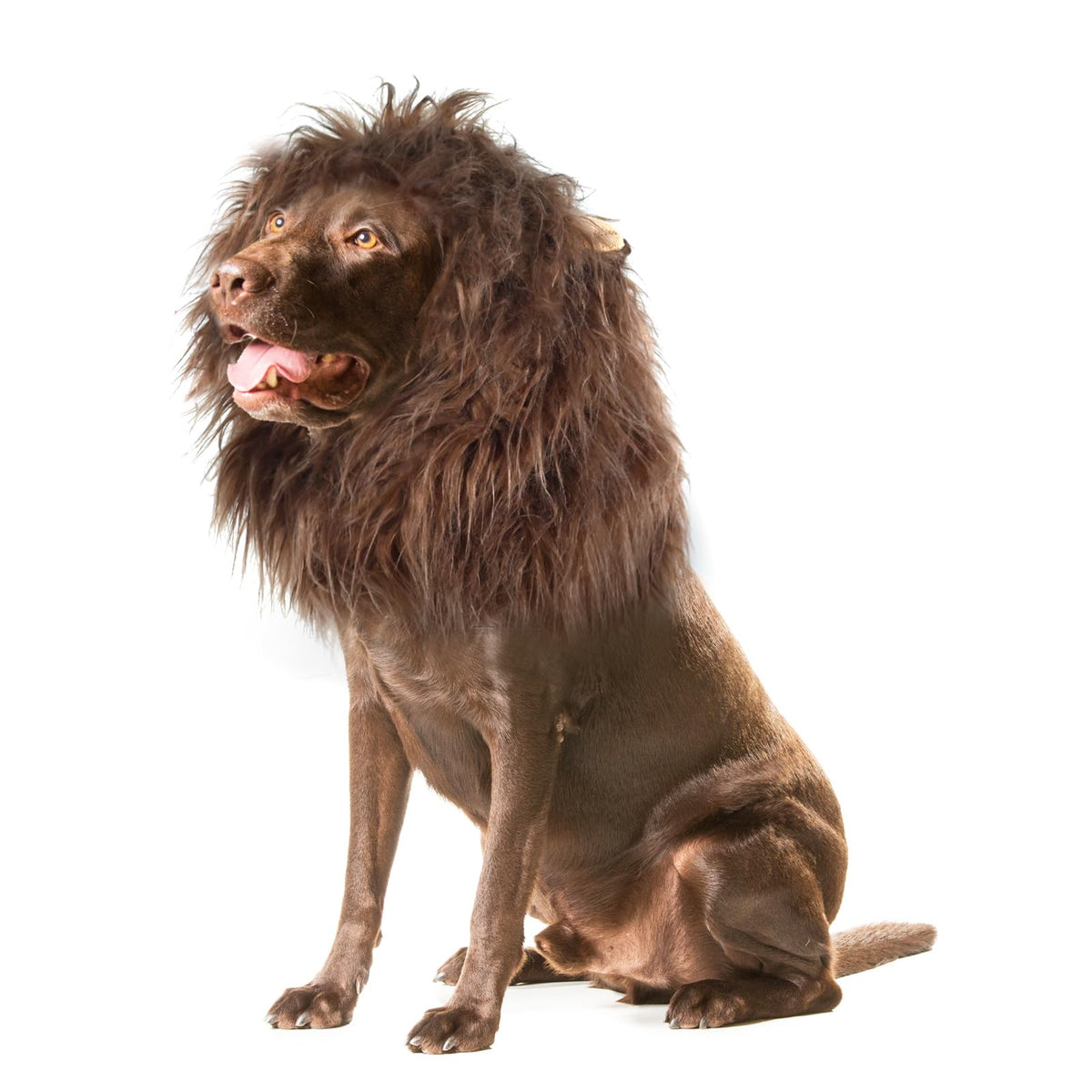Onmygogo Lion Mane Wig for Dogs with Ears, Funny Pet Costumes for Halloween Christmas (L, Coffee) 🍁 All In One Marketplace Canada