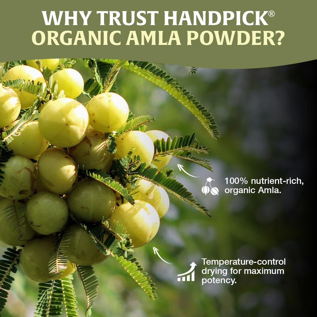 HANDPICK, Amla Powder (397gm/14oz) Halal Amalaki, Non-GMO | 100% Raw and Natural - Lab Tested for Purity | Indian Gooseberry Powder | Resealable Zip Lock Pouch