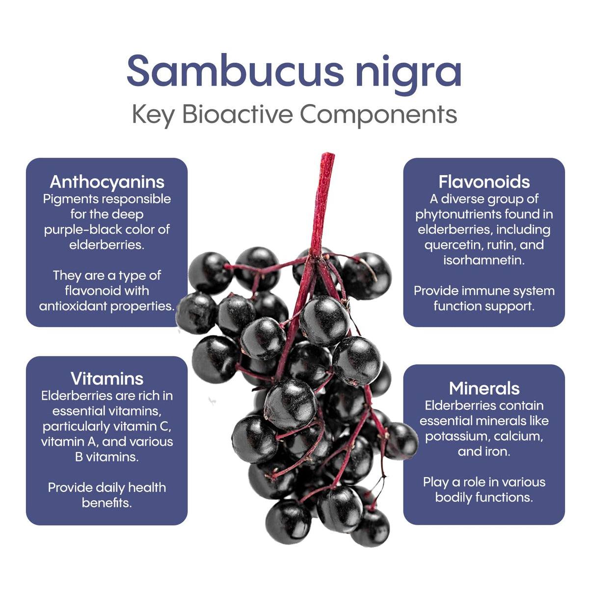 HydraLyte Plus Immunity - Electrolytes + Vitamin C Powder + Elderberry (Sambucus Nigra 35:1 Concentrated Black Elderberry Powder) + Zinc - Daily Hydration Powder With Immune Support for Ages 19+