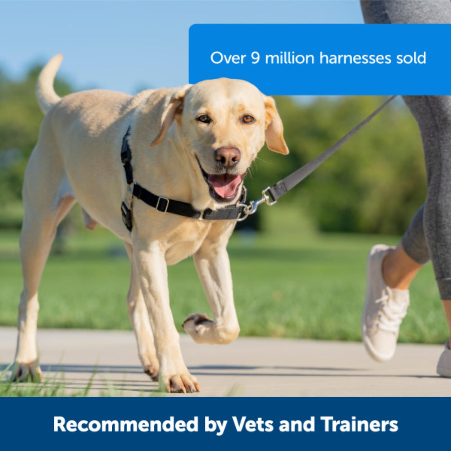 PetSafe Easy Walk Harness, No Pull Harness for Dogs, Adjustable Harness with Included Matching Lead, Black, Large 🍁 All In One Marketplace Canada