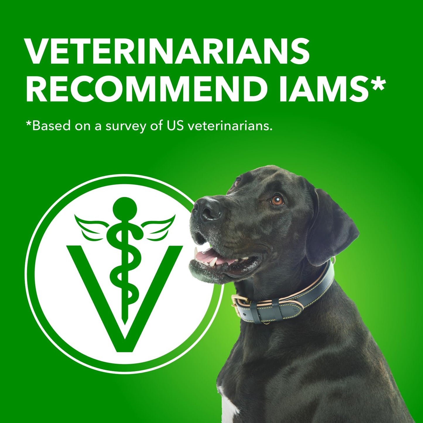 IAMS Proactive Health Minichunks Dry Dog Food – Crunchy Kibble For Adult Dogs – Lamb & Rice Recipe – 13.6KG (30LB) Bag - Available at All In One Marketplace Canada