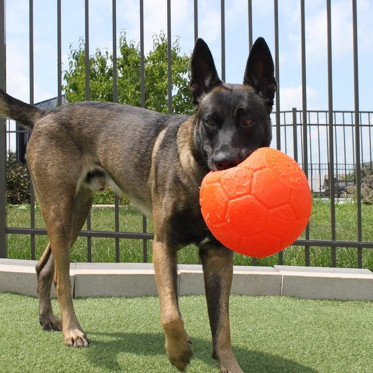 Jolly Pets SB08 OR 8-Inch Jolly Soccer Ball Orange, Large/X Large