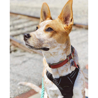 rabbitgoo Dog Harness, No Pull Medium Breed with 2 Leash Clips, Pet Vest