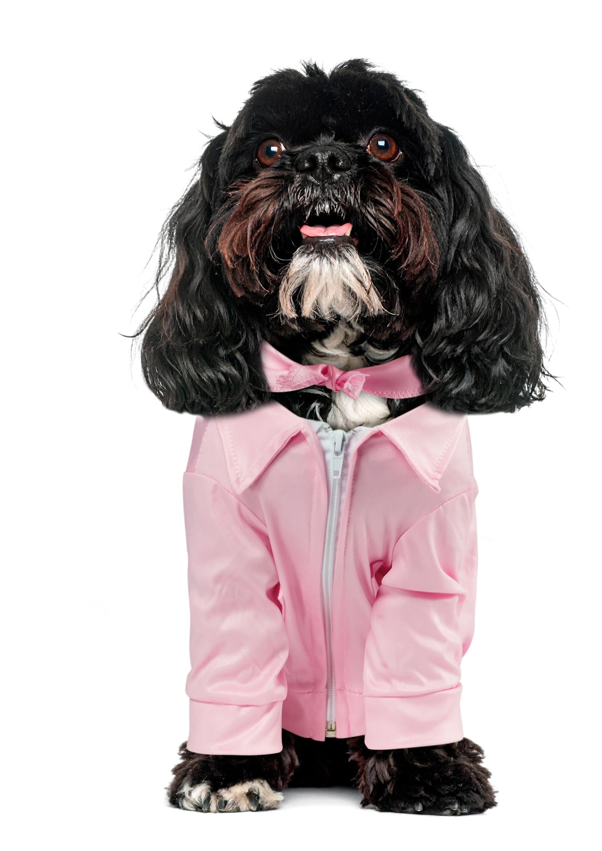 Veste Pink Ladies pour animal de compagnie, 40e anniversaire de Grease, par Rubies, pour soirées à thème et Halloween, très petite (XS)