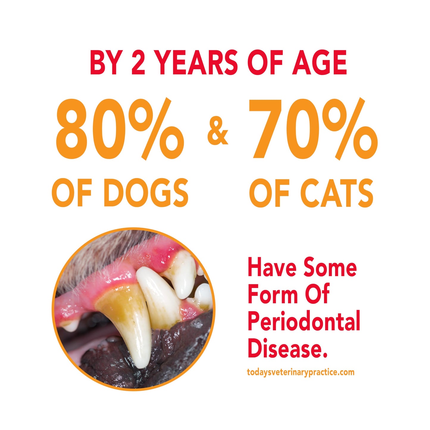 Petrodex Enzymatic Toothpaste for Dogs, Pet Dental Care, Poultry Flavor, 6.2 oz 🍁 All In One Marketplace Canada