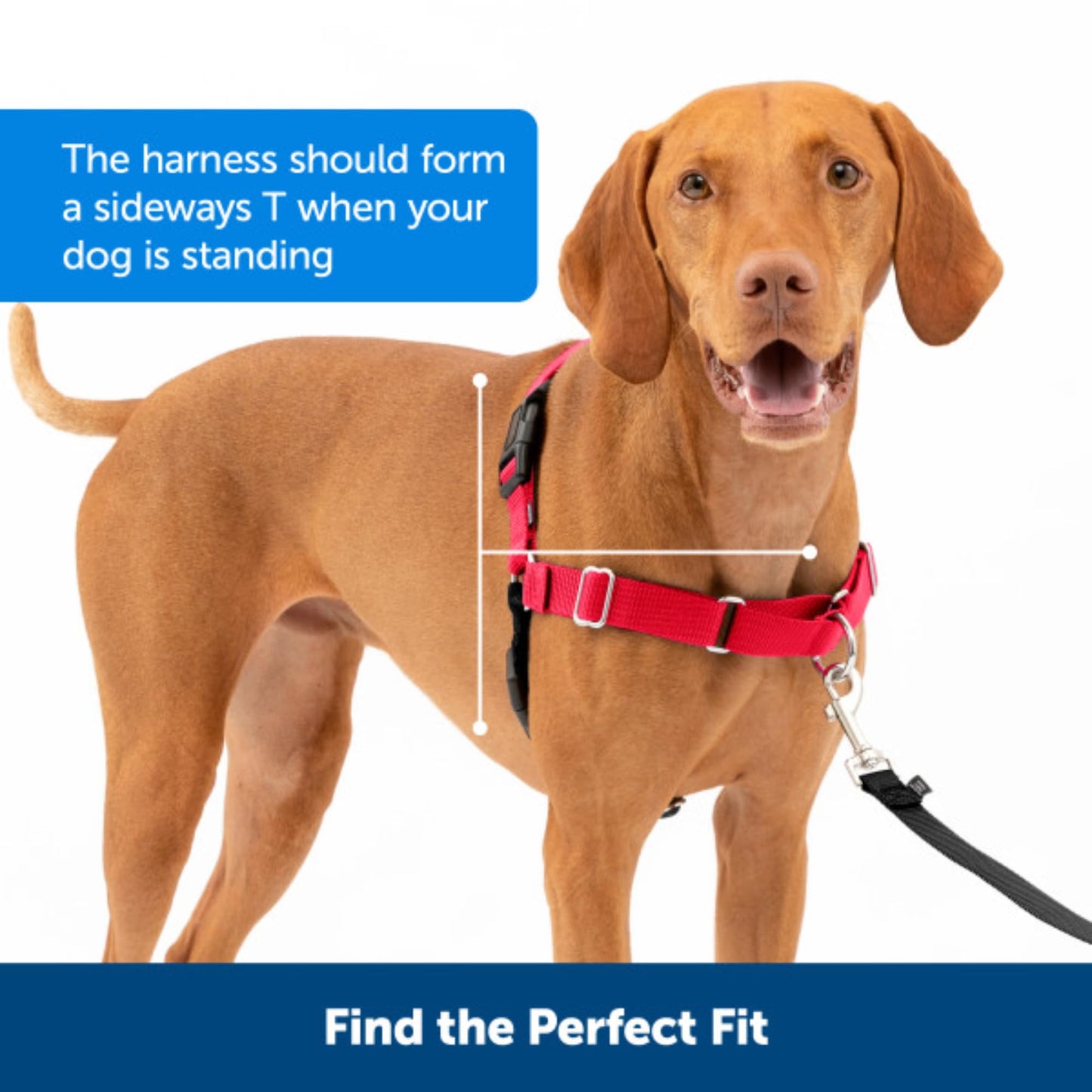 PetSafe Easy Walk Harness, No Pull Harness for Dogs, Adjustable Harness with Included Matching Lead, Black Medium Large 🍁 All In One Marketplace Canada