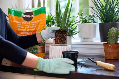 Miracle-Gro Cactus Palm & Succulant Mix 8.8L, 2-Pack | Fast-Draining Soil for Cacti, Palms & Succulents | Feeds 6 Months - Available at All In One Marketplace Canada
