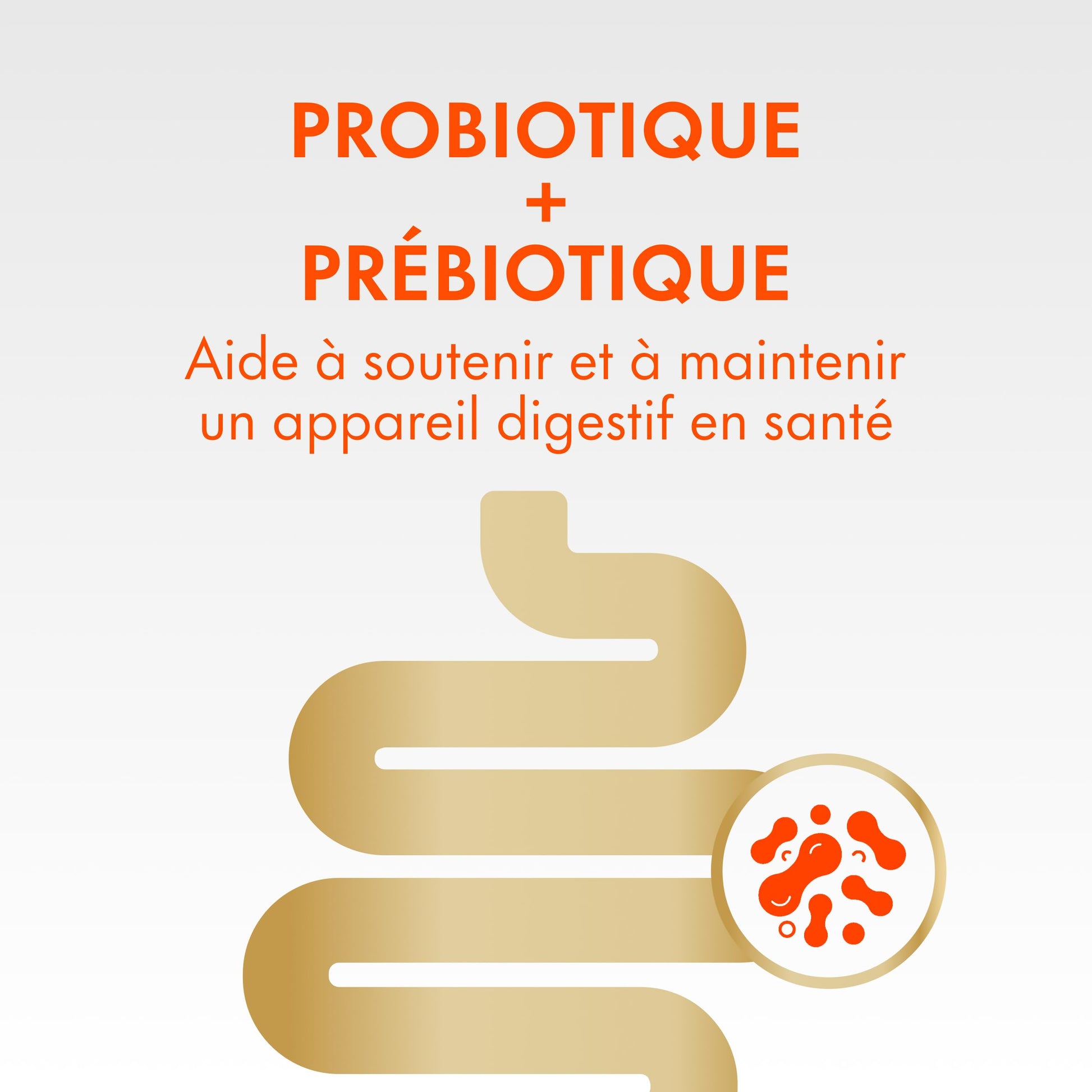 Align DUALBIOTIC PREbiotic + PRObiotic Gummies for Women & Men, Helps Support a Healthy Digestive System, Made With Naturally Fruit Flavours, 60 Count - Available at All In One Marketplace Canada