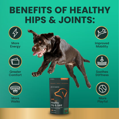 VETRISCIENCE Glycoflex Clinically Proven Hip and Joint Supplement with Glucosamine for Dogs, Chicken, 60 Chews - Vet Recommended Mobility Support Supplement with DMG, MSM, and Perna Vetri-Science Laboratories