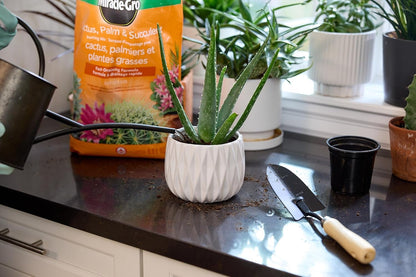 Miracle-Gro Cactus Palm & Succulant Mix 8.8L, 2-Pack | Fast-Draining Soil for Cacti, Palms & Succulents | Feeds 6 Months - Available at All In One Marketplace Canada