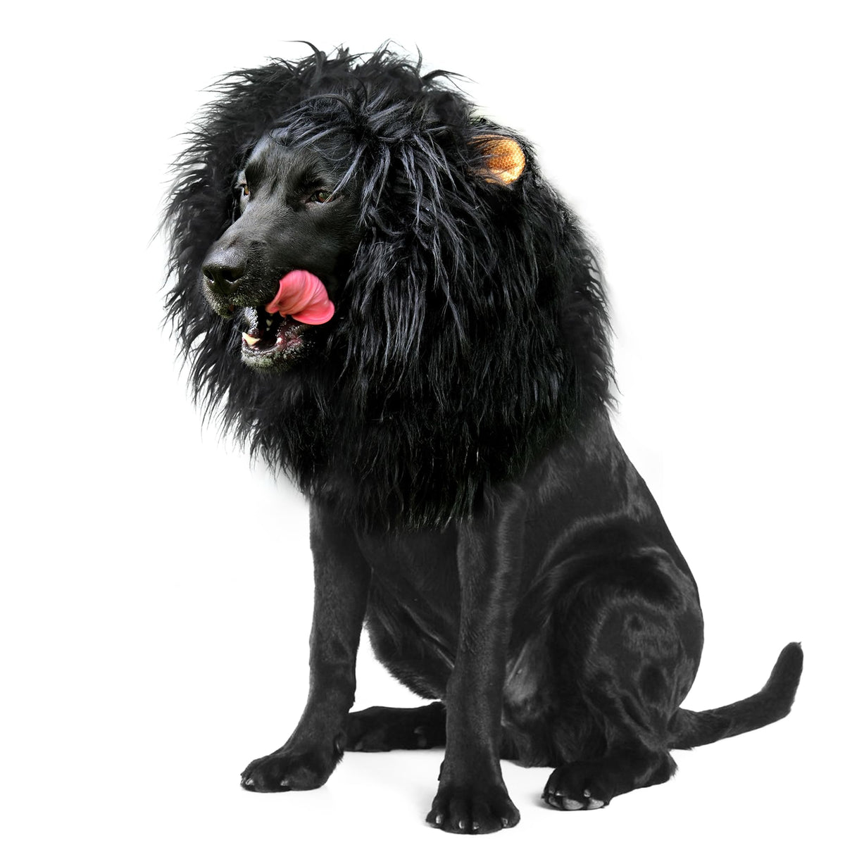 Onmygogo Lion Mane Wig for Dogs with Ears, Funny Pet Costumes for Halloween Christmas (L, Black) 🍁 All In One Marketplace Canada