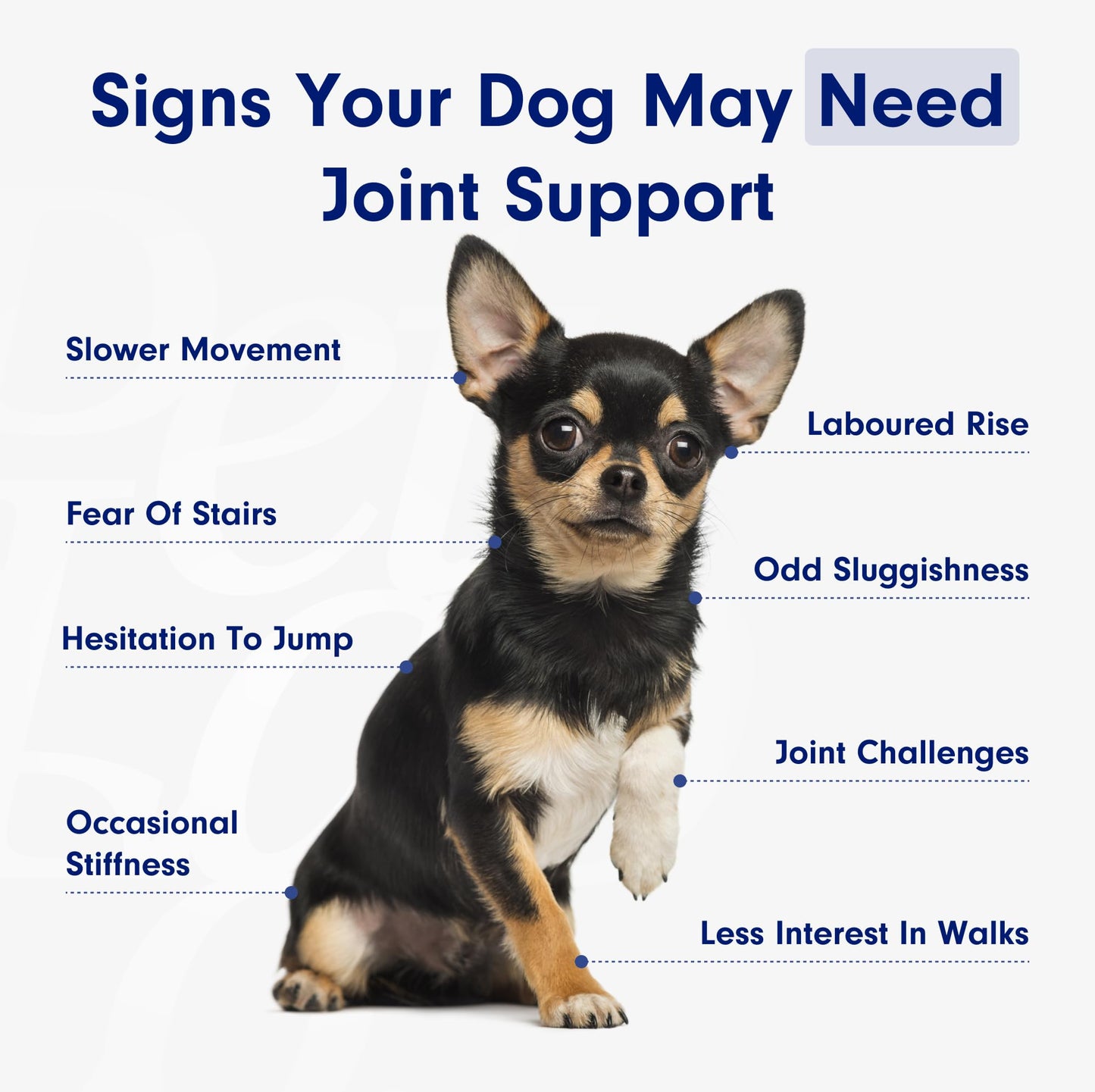 Petlab Co. Joint Care Chews, High Levels of Glucosamine for Dogs, Green Lipped Mussels, Omega 3 and Turmeric, Dog Hip and Joint Supplement to Actively Support Mobility, Packaging May Vary