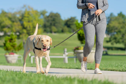 PetSafe Easy Walk Harness, No Pull Harness for Dogs, Adjustable Harness with Included Matching Lead, Black, Large 🍁 All In One Marketplace Canada