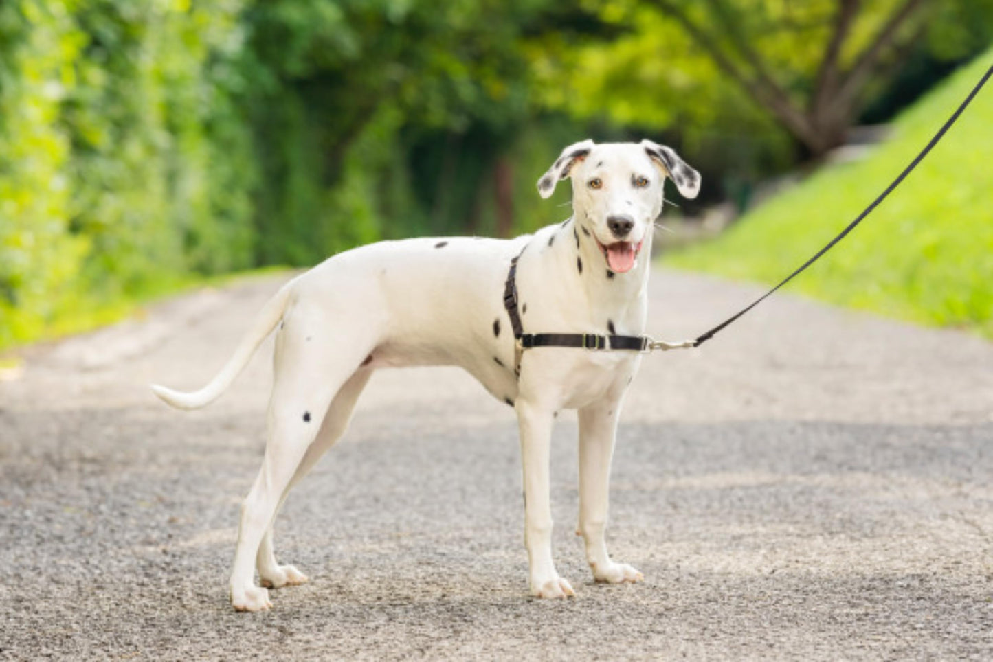 PetSafe Easy Walk Harness, No Pull Harness for Dogs, Adjustable Harness with Included Matching Lead, Black Medium Large 🍁 All In One Marketplace Canada
