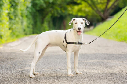 PetSafe Easy Walk Harness, No Pull Harness for Dogs, Adjustable Harness with Included Matching Lead, Black Medium Large 🍁 All In One Marketplace Canada