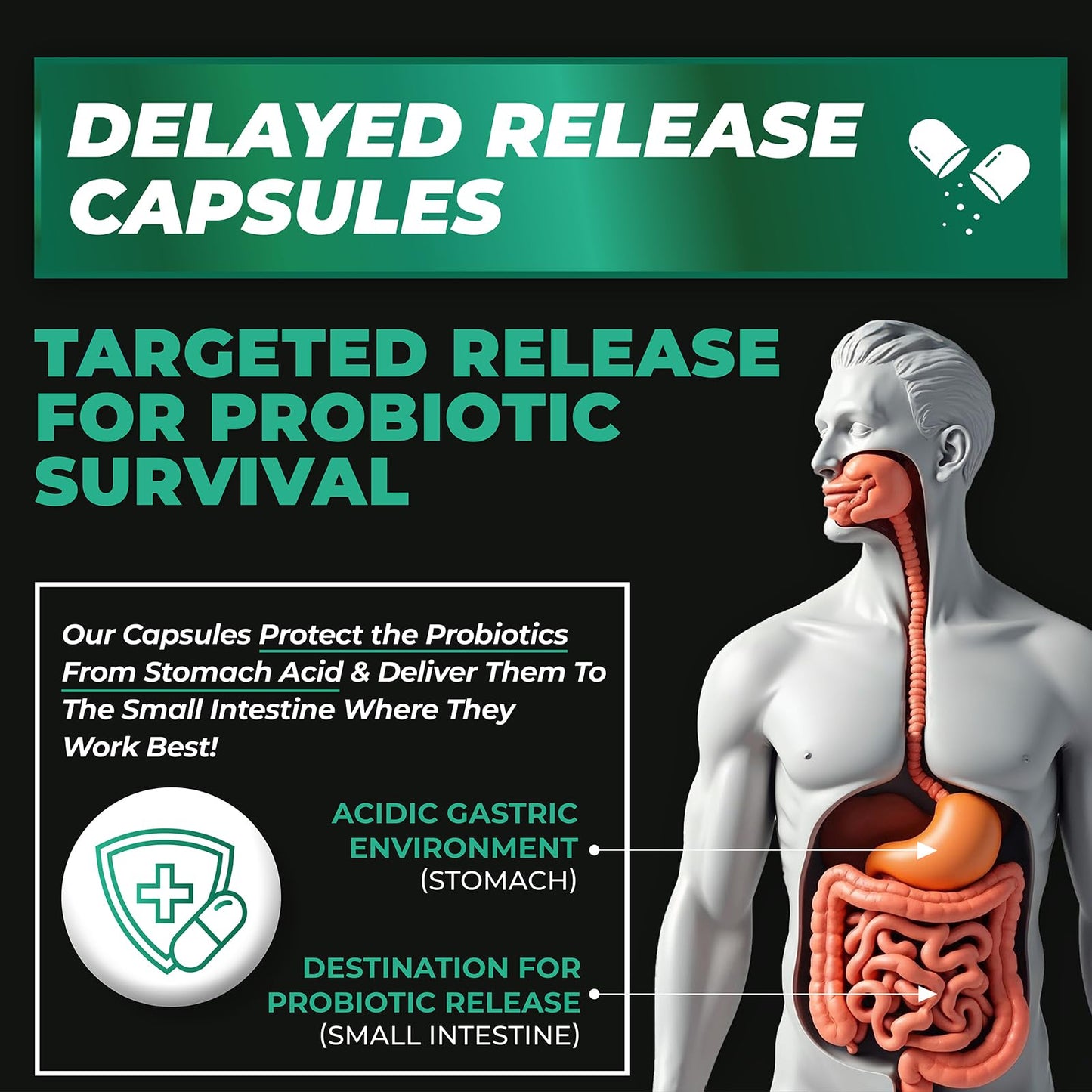 Probiotics Women & Men - 60 Billion CFU Probiotic + Prebiotics | Delayed Release Capsules Survive Stomach Acid for Max Potency | Digestive & Immune Support | Bloating & Gas Relief | Shelf Stable Lactobacillus Strains | Canadian Made, 3rd Party Tested - Available at All In One Marketplace Canada