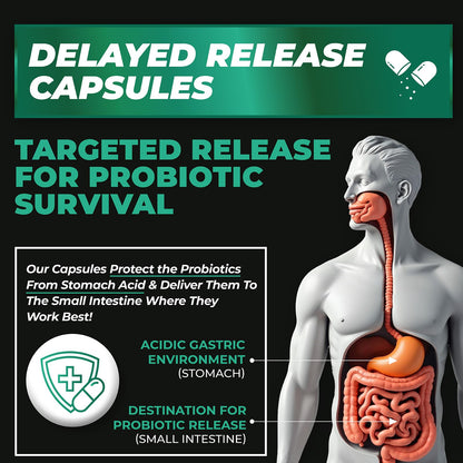 Probiotics Women & Men - 60 Billion CFU Probiotic + Prebiotics | Delayed Release Capsules Survive Stomach Acid for Max Potency | Digestive & Immune Support | Bloating & Gas Relief | Shelf Stable Lactobacillus Strains | Canadian Made, 3rd Party Tested - Available at All In One Marketplace Canada