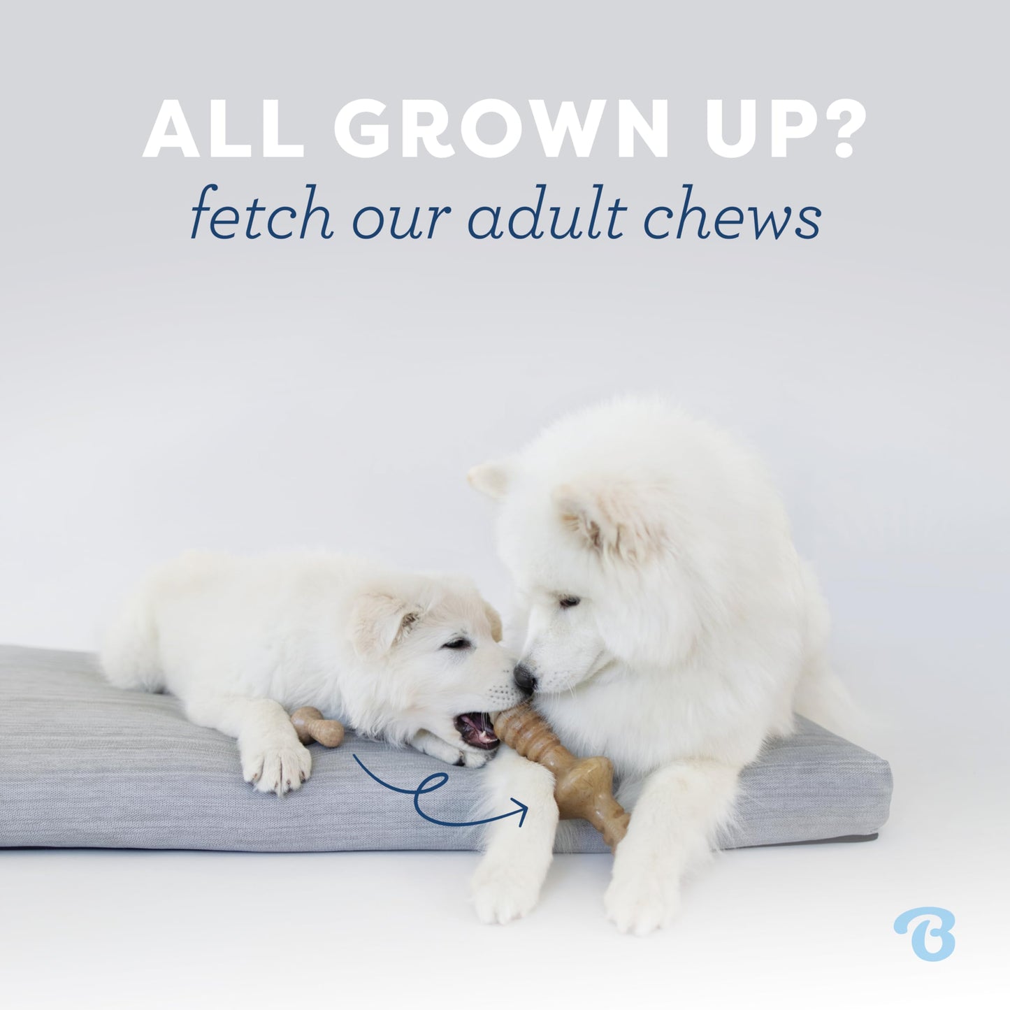 Benebone Puppy 2-Pack Dental Chew/Wishbone Dog Chew Toys, Real Bacon 🍁 All In One Marketplace Canada