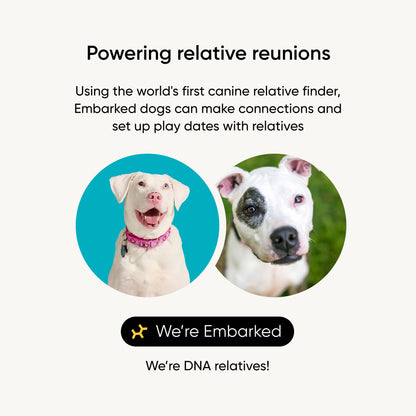 Embark Breed Identification Kit Most Accurate Dog DNA Test Test 350+ Dog Breeds Breed ID Kit with Ancestry & Family Tree - Available at All In One Marketplace Canada