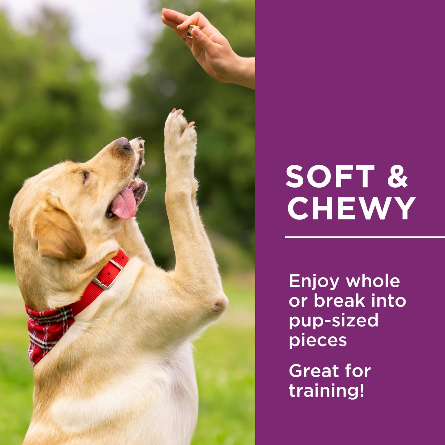Dog Delights Chewy Chicken Sticks, All Natural & Preservative Free Training Dog Treats - 1.25 kg Dog Delights