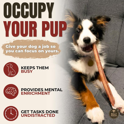 Bully Bunches Premium (12" Standard - 5 Pack) Odour-Free, Consistently Sized Bully Sticks for Medium Dogs - Long Lasting Oral Care Chews - All Natural Single Ingredient, Beef Dog Treat, No Rawhide