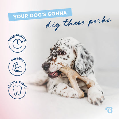 Benebone Puppy 2-Pack Dental Chew/Wishbone Dog Chew Toys, Real Bacon 🍁 All In One Marketplace Canada