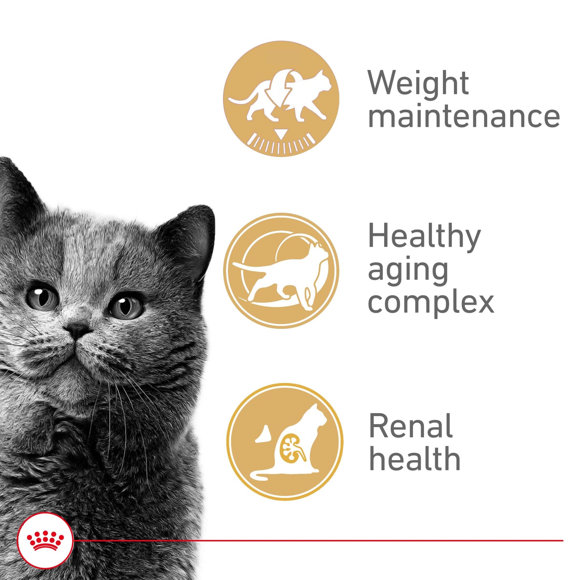 Royal Canin Appetite Control Spayed/Neutered 12+ Dry Adult Cat Food, 7 lb Bag ROYAL CANIN