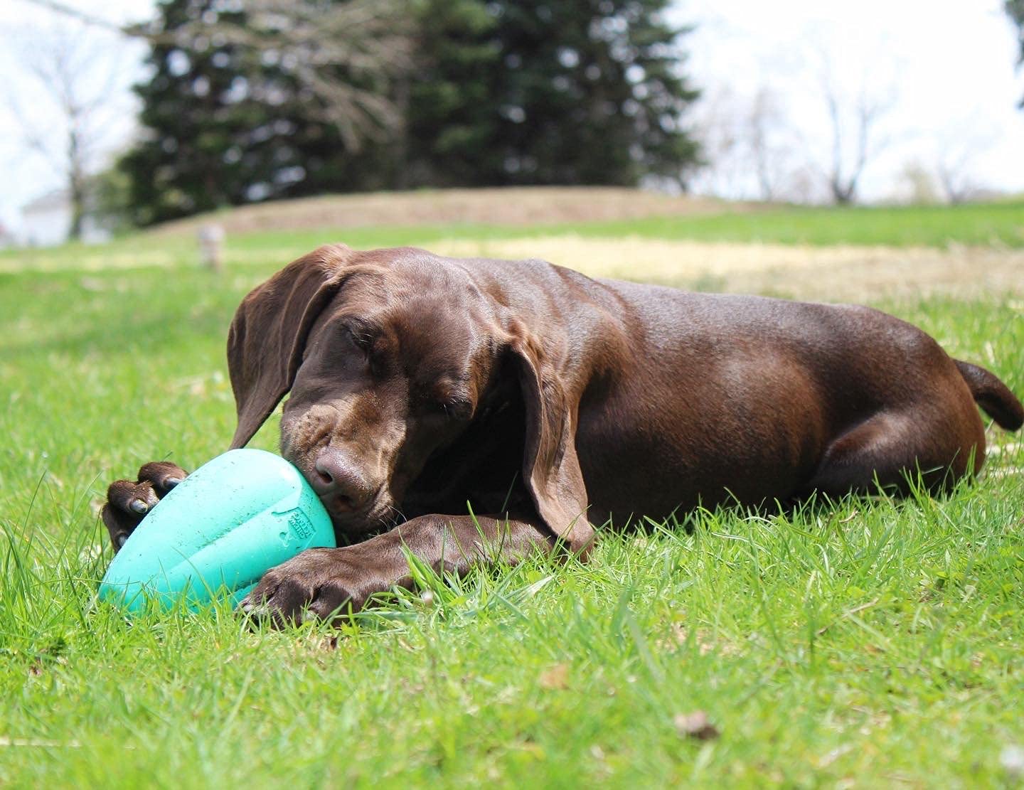 Chew King Premium Treat Dog Toy, XL, Extremely Durable Natural Rubber Toy, Pack of 2, All Breed Sizes Chew King
