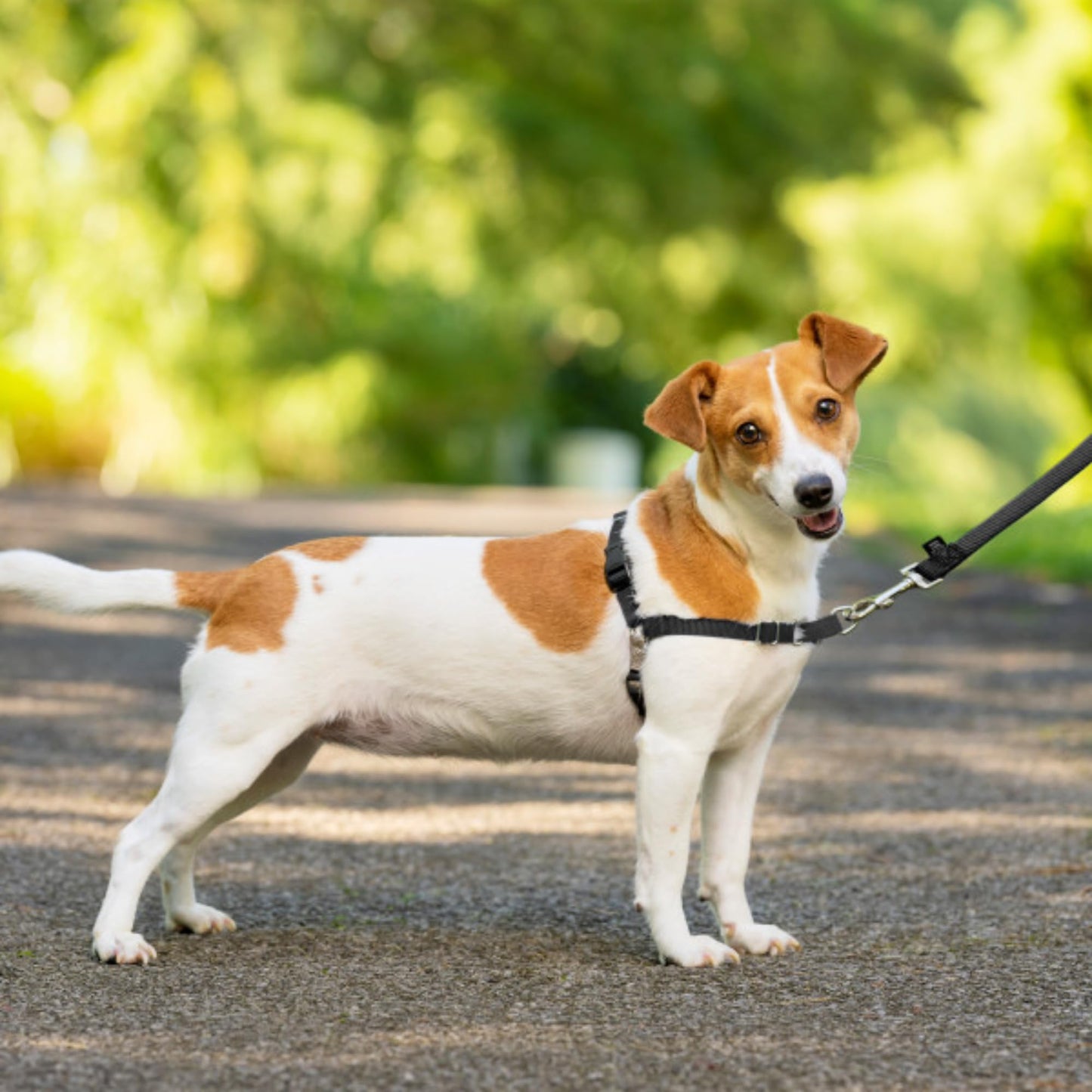 PetSafe Easy Walk Harness, No Pull Harness for Dogs, Adjustable Harness with Included Matching Lead, Black, Large 🍁 All In One Marketplace Canada