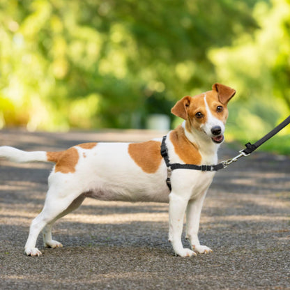 PetSafe Easy Walk Harness, No Pull Harness for Dogs, Adjustable Harness with Included Matching Lead, Black, Large 🍁 All In One Marketplace Canada