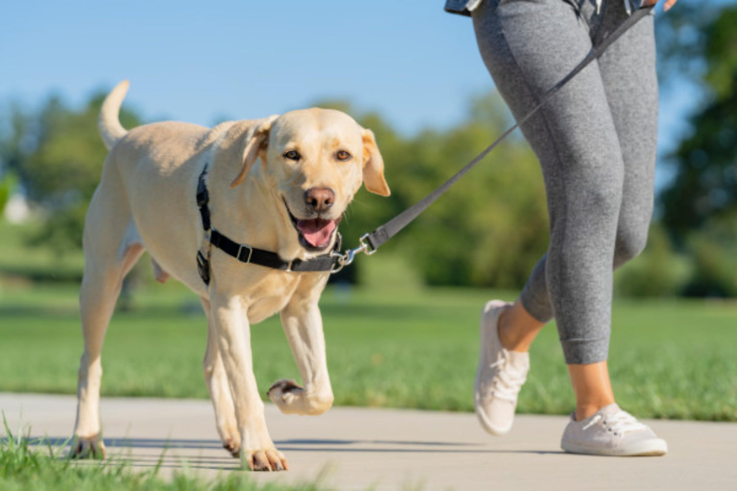 PetSafe Easy Walk Harness, No Pull Harness for Dogs, Adjustable Harness with Included Matching Lead, Black Medium Large 🍁 All In One Marketplace Canada