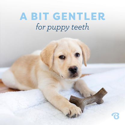 Benebone Puppy 2-Pack Maplestick/Zaggler Dog Chew Toys, Dog Bones, Tiny Benebone