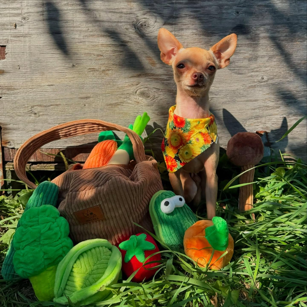 Nocciola 15 Pack Grocery Bag Fruits and Vegetables Crinkle Dog Squeaky Toys, Small Dog Toys for Aggressive Chewers, Durable Plush Christmas Dog Toys for Small Medium Size Dogs, Puppy Dog Chew Toys 🍁 All In One Marketplace Canada