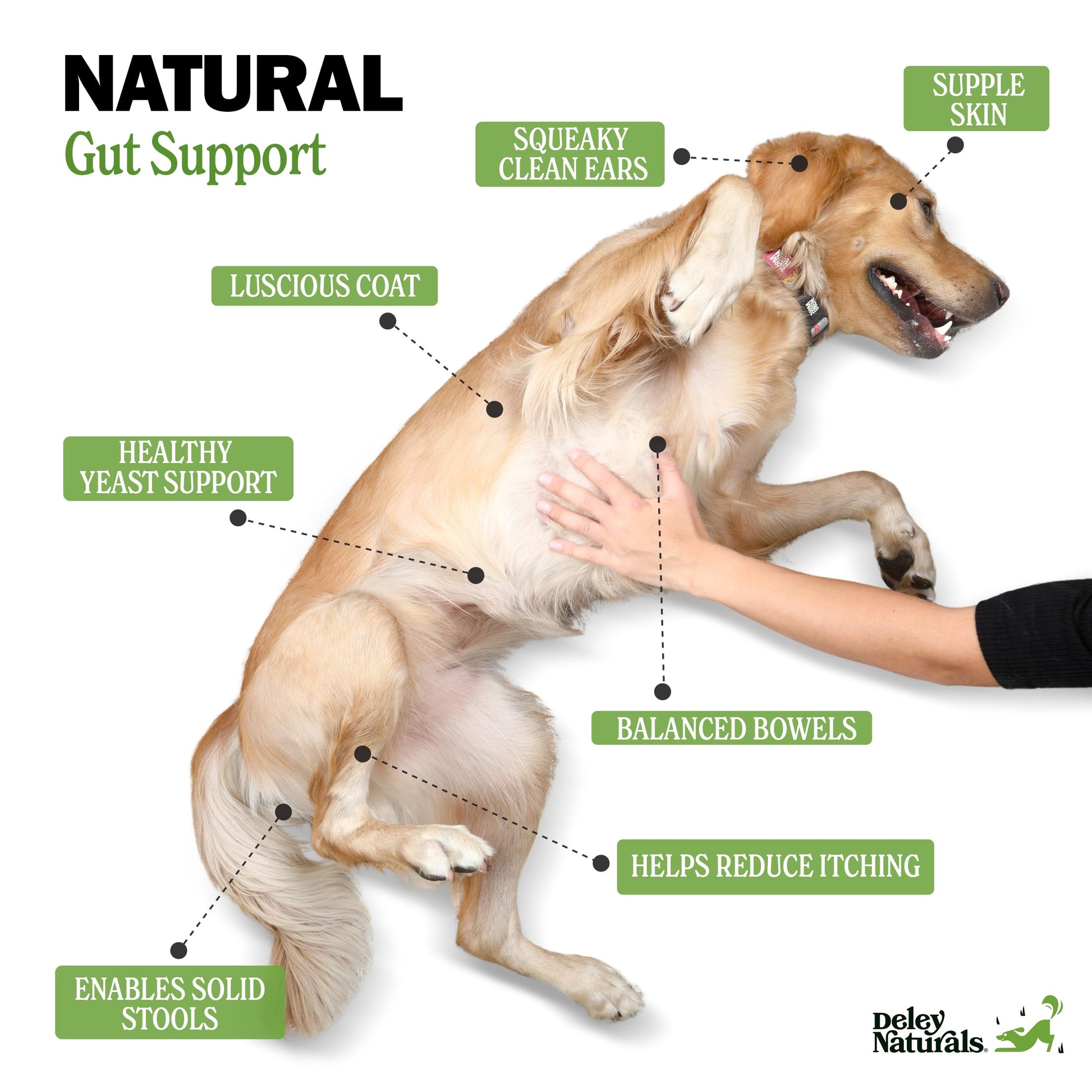 Deley Naturals Probiotics for Dogs - Dog Probiotics Chewable with 6 Digestive Enzymes & 4 Billion CFUs - Probiotic Chews for Dogs Gut Health Diarrhea & Digestion - Digestive Balance Dog Supplements