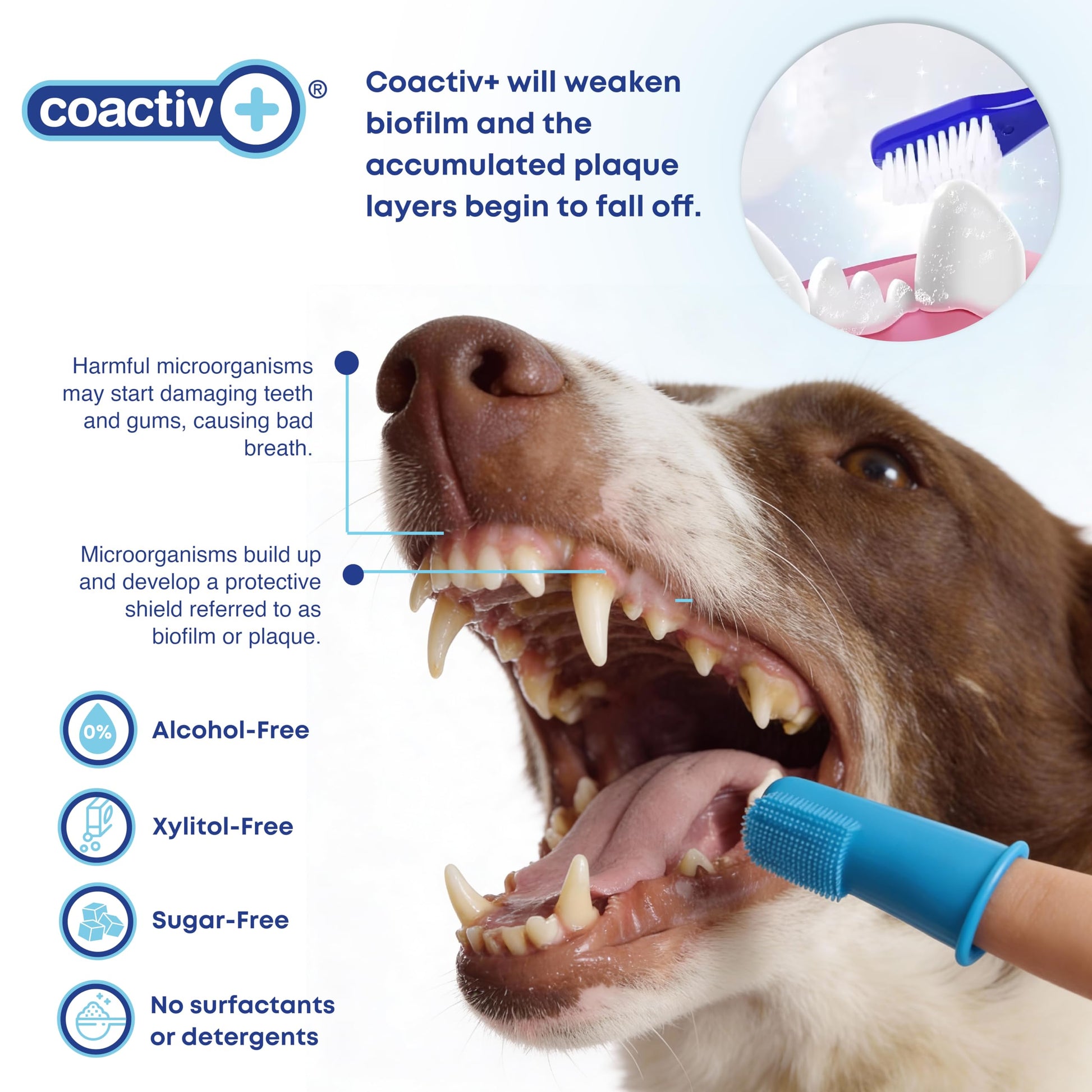 bluestem Cat and Dog Toothpaste – Scientifically Formulated Coactiv+ Pet Toothpaste Helps Reduce Plaque & Tartar, Freshens Breath, and Promotes Daily Dog and Cat Oral Care – Chicken Flavor (70g)