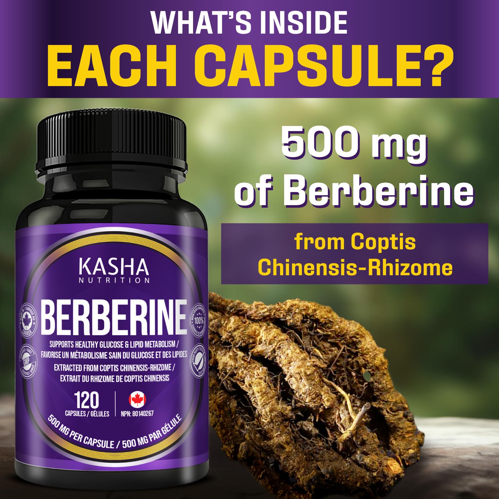 Maximum Strength Berberine Supplement 1000 mg Per Serving (500mg Per Capsule). Supports Healthy Glucose (Blood Sugar) and Lipid (Fats) Metabolism. Non-GMO, Vegan, Gluten-free. Bulk 120 Capsules. Proudly Canadian. Easy to Swallow. Kasha Nutrition - Available at All In One Marketplace Canada